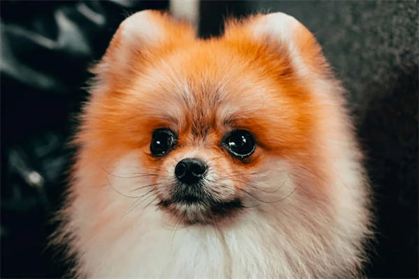 もう大丈夫！愛犬のシニア期ごはん見直し8つのポイント