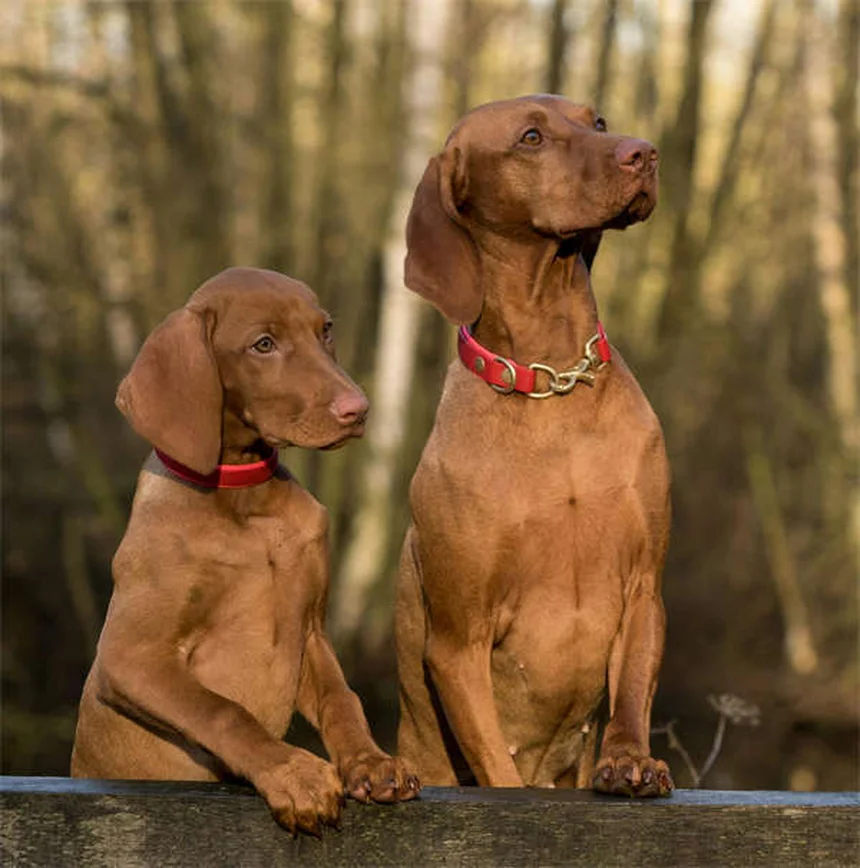犬が猫アレルギーになる？意外な理由と簡単な対処法