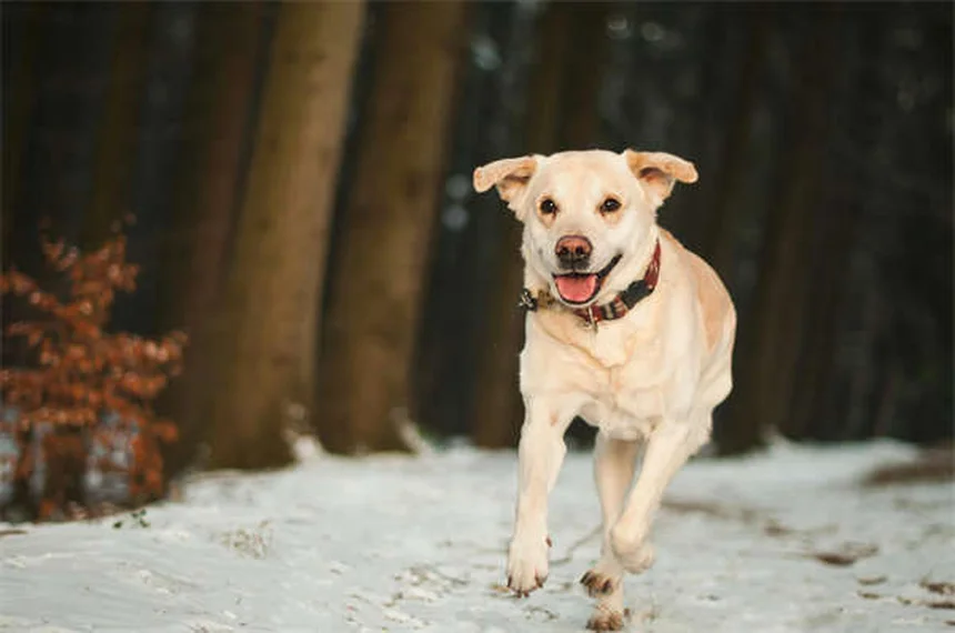 【獣医師解説】愛犬のツツガムシ被害を根本治療＆完全予防。症状・対策を徹底比較