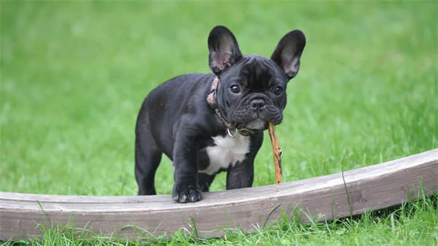 犬が体を掻く5つの原因と正しい対処法を獣医師が解説