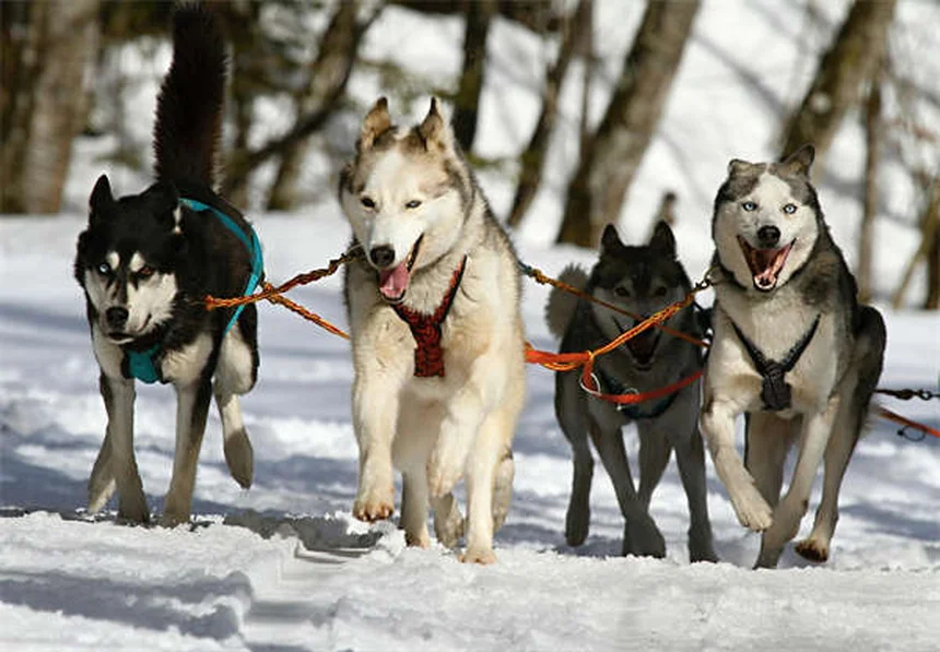 犬の耳カットのリスクと真実〜獣医師が解説する美容整形の実態〜