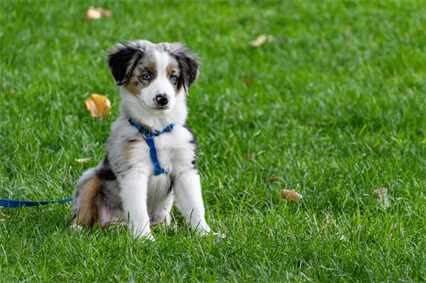 狩猟で愛犬を守る7つのポイント – 経験者による安全対策とチェックリスト