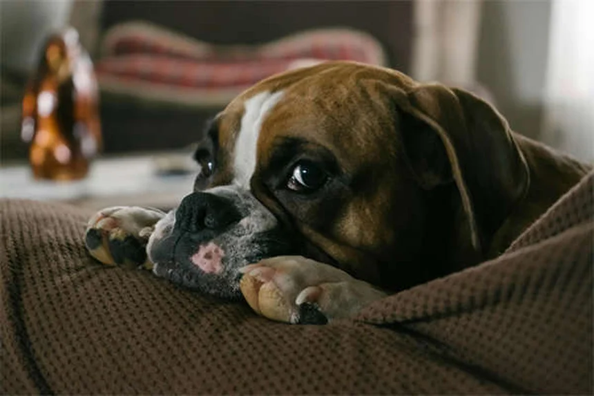 世界でも珍しい犬種20選！その魅力と飼い方のポイント