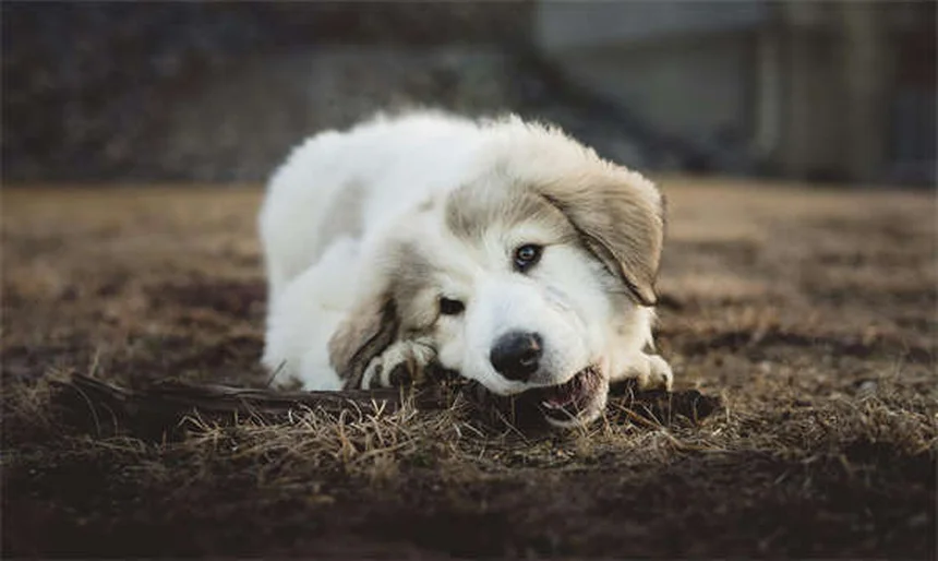 犬用コデインの効果は低い？リスクと代替薬を獣医師が解説