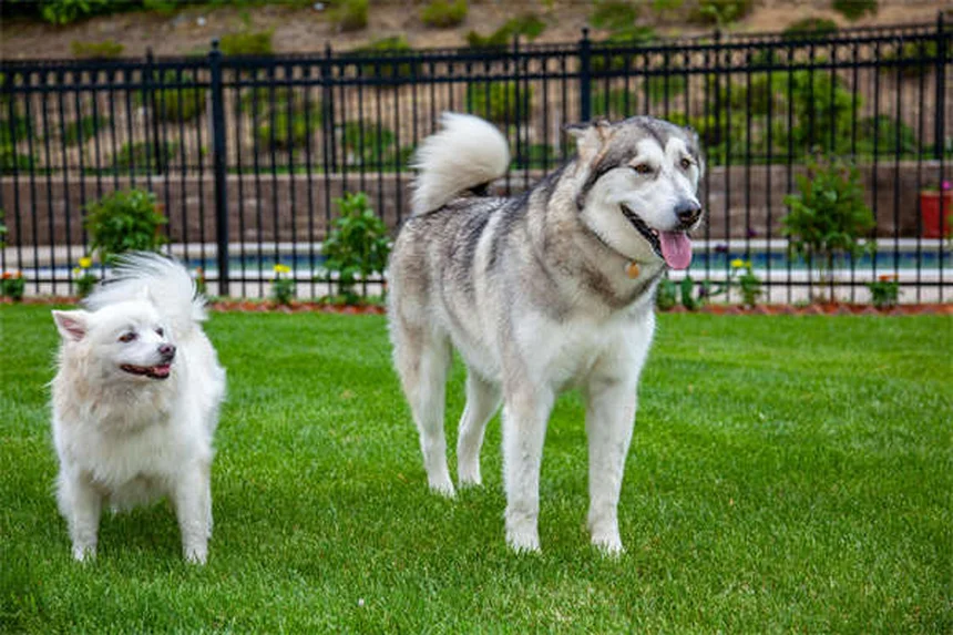 犬用コデインの効果は低い？リスクと代替薬を獣医師が解説