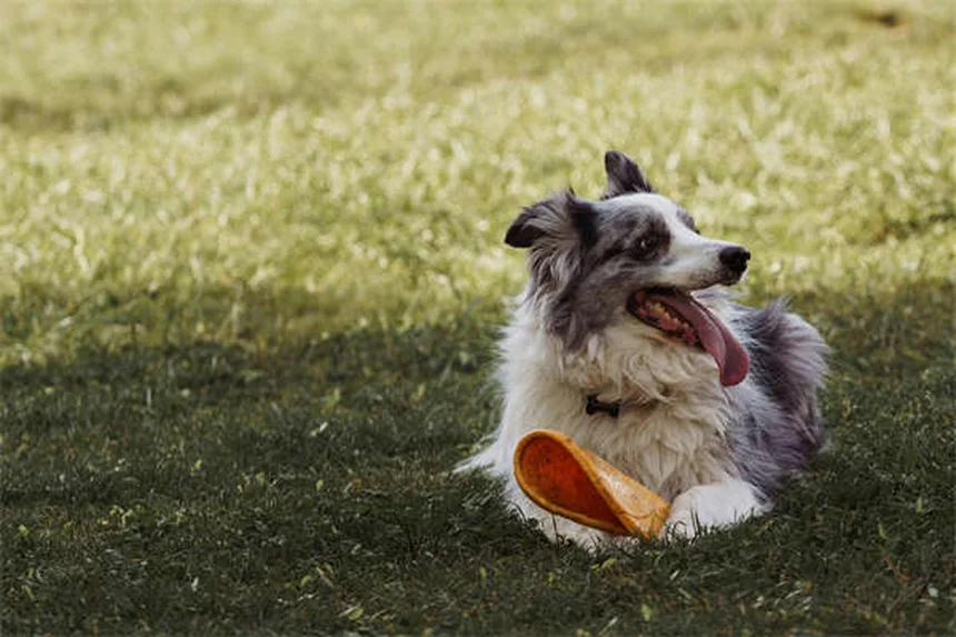 犬が土を食べる理由と今すぐできる防止策