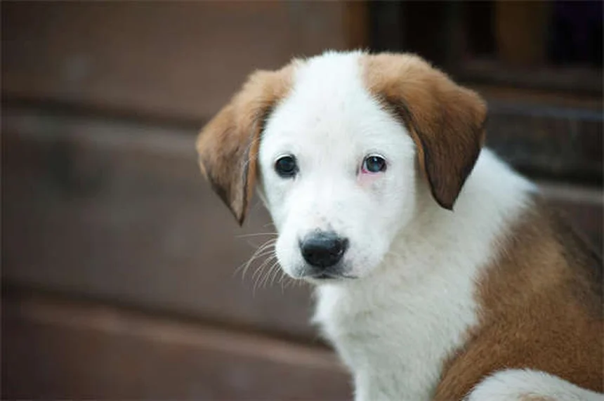 犬のかゆみを家庭で治す！獣医師が教える7つの方法