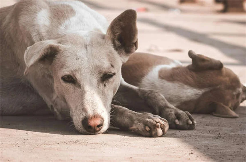 犬のかゆみを家庭で治す！獣医師が教える7つの方法