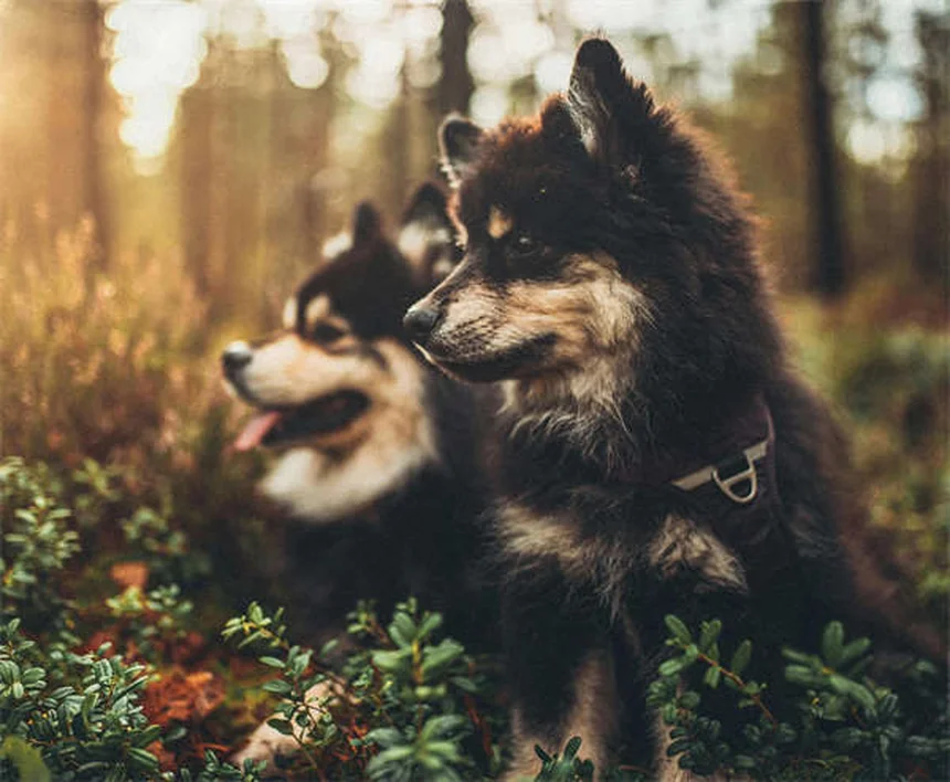 犬のノミ感染、気づかぬうちに広がる7つの原因と予防法を徹底解説