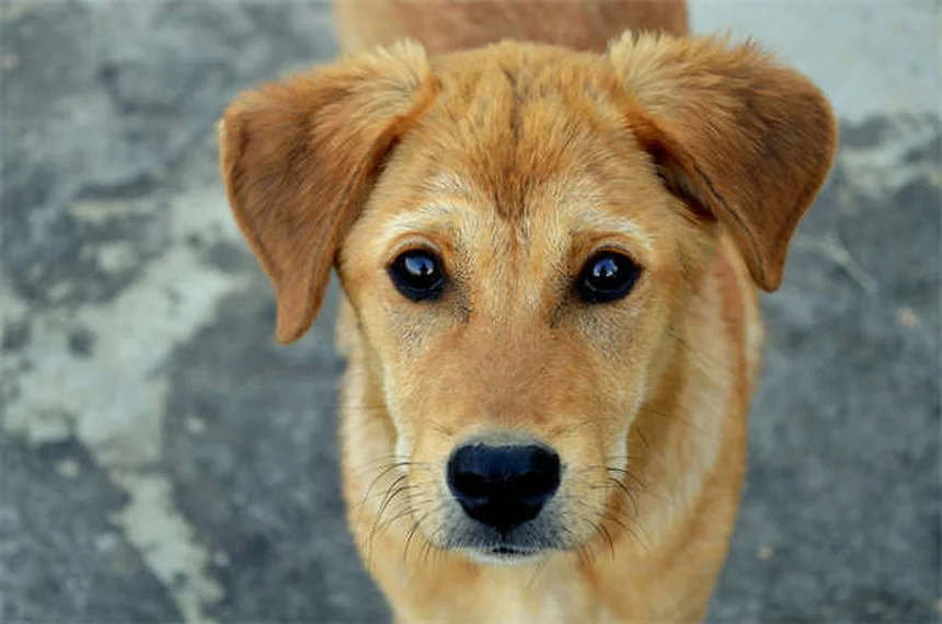 フェレットの呼吸困難、飼い主が知るべき症状チェックリストと緊急対応