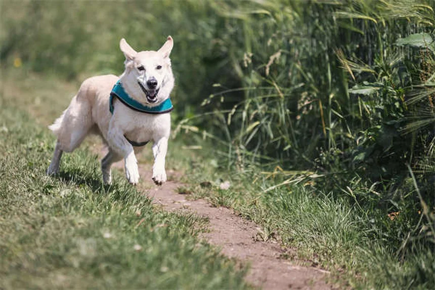 馬のカエデ中毒、症状と予防のチェックポイント