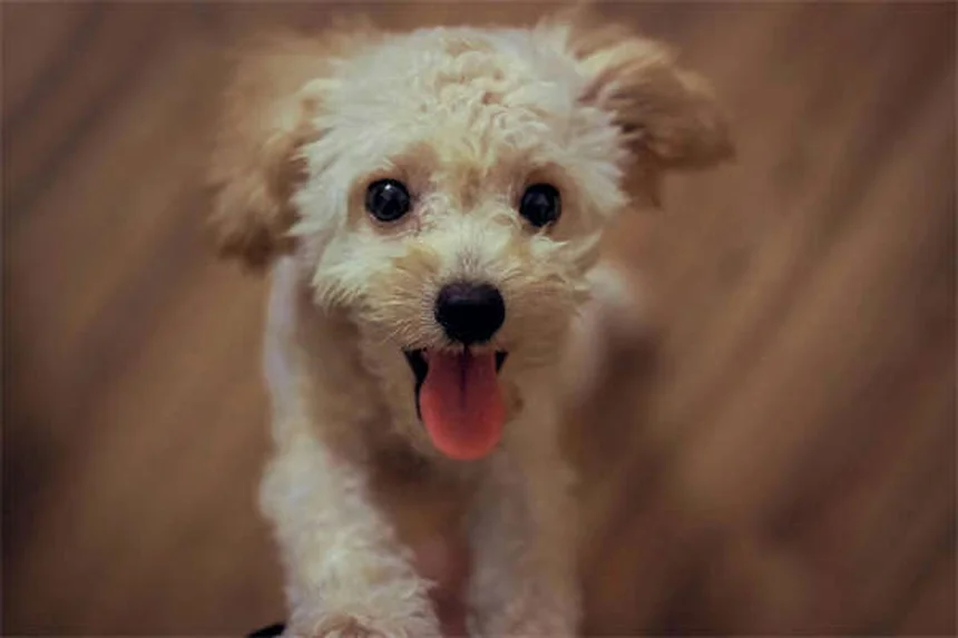 犬のノミの見分け方と対策：獣医師が教える5つのポイント