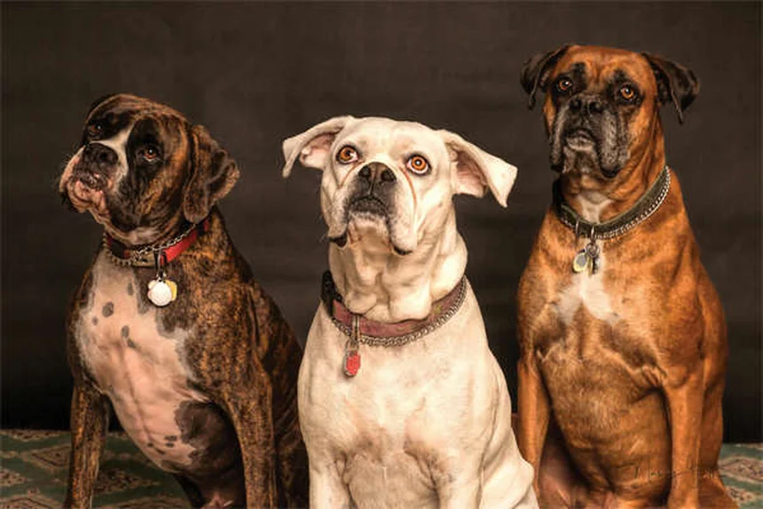 犬のノミの見分け方と対策：獣医師が教える5つのポイント