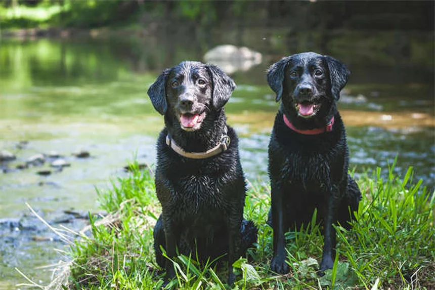 愛犬が白血病と診断されたら？5つのステップで症状・治療・費用を完全ガイド