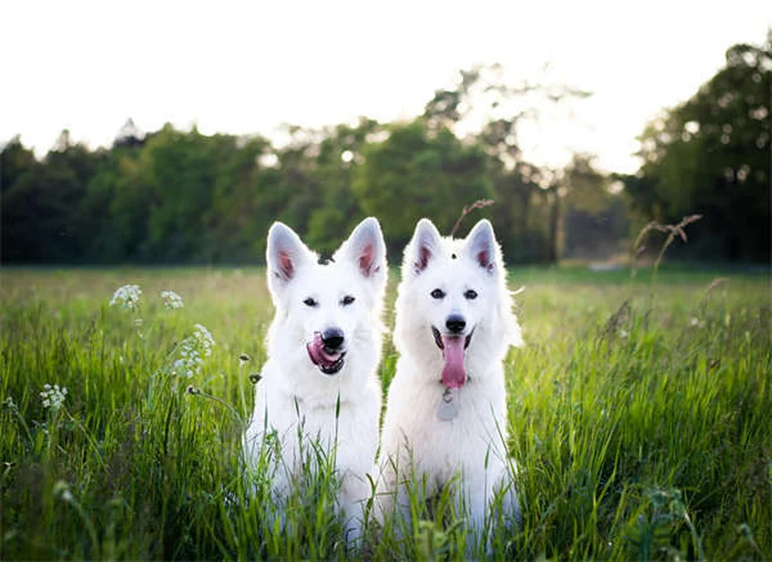 犬が自発的にいうことを聞く！プレマックの原理で簡単トレーニング