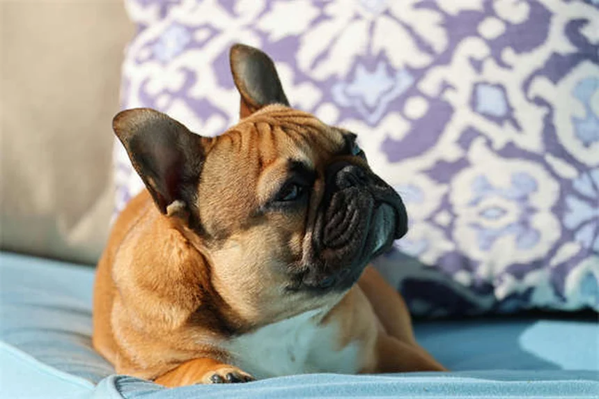 犬が自発的にいうことを聞く！プレマックの原理で簡単トレーニング