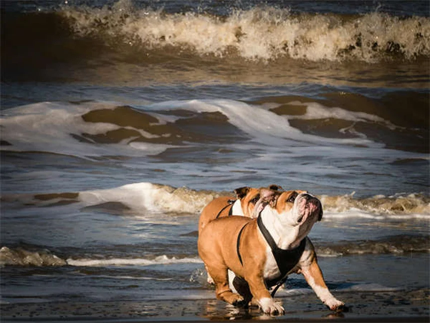 ペットのリハビリであなたの愛犬がたった1ヶ月で驚きの回復効果！最新の治療法とは？