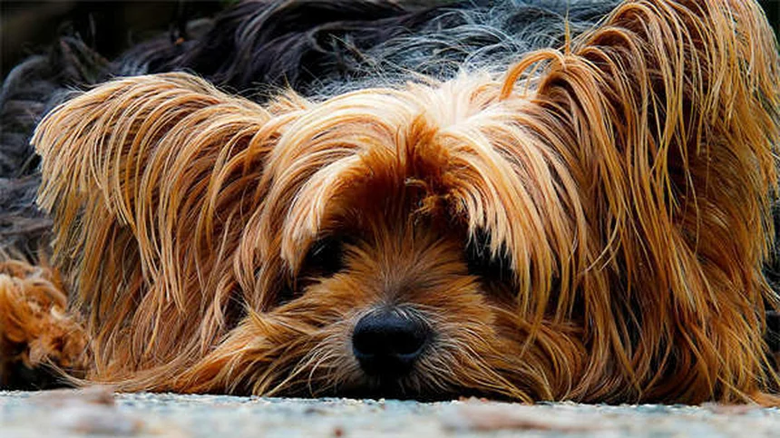 ペットのリハビリであなたの愛犬がたった1ヶ月で驚きの回復効果！最新の治療法とは？