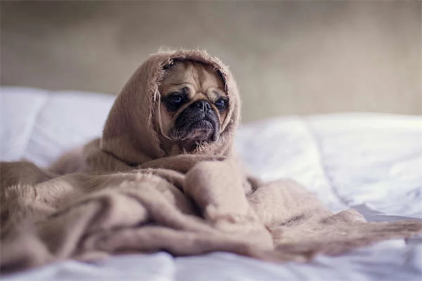 飼い主さん必見！愛犬の歯茎の色でわかる7つの異常サイン