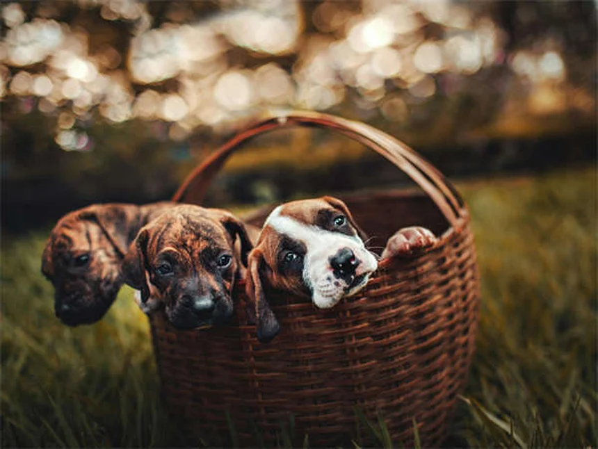 犬の痒みの原因と対処法｜自宅でできる7つの効果的な方法
