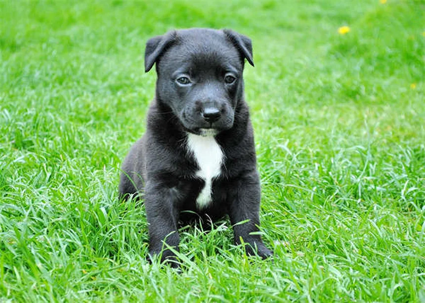 犬のプール事故を防ぐ！知っておきたい安全対策と注意点