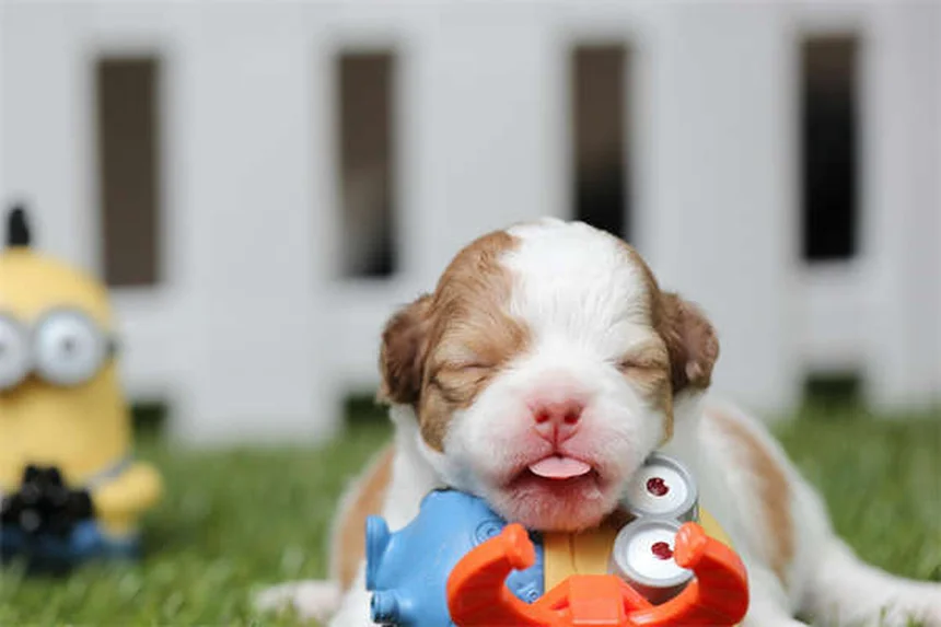 犬と公共イベントを安全に楽しむ！知っておくべき7つの対策