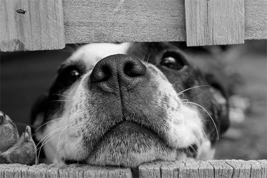 犬・猫の痛み止めブプレノルフィン、副作用と安全な使い方