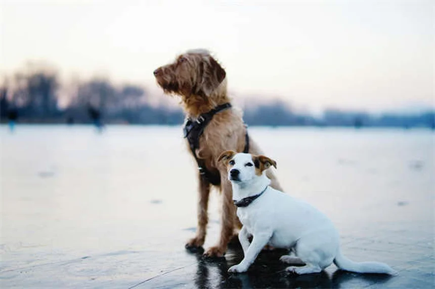 Thyro-Tabs® 犬の甲状腺機能低下症に効く？知っておくべき正しい使い方
